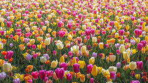 The Most Beautiful Flower Garden In The World Has No Visitors For The First Time In 71 Years And I Got To Capture It 31 Pics Beautiful Flowers Garden Most Beautiful