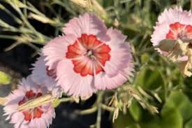 Image result for Caryophyllaceae