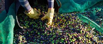 Συνολικά 10 σύγχρονες ηλεκτρονικές υπηρεσίες. E Efka 10 Hlektronikes Yphresies Gia Agrotes Planet Fm 90 6