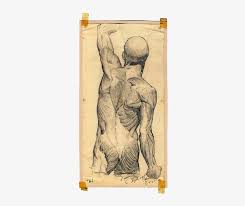 Take your time on every drawing and with every area of the. Clipart Library Download Anatomical Drawing Human Body Drawing Free Transparent Png Download Pngkey