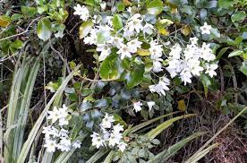 We did not find results for: Puawhananga A Beautiful Spring Flower New Zealand Nature Guy