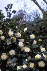 Camellia X Williamsii Jury S Yellow Camellia Jury S Yellow Rhs Gardening Dog Friendly Plants Camellia Woodland Garden