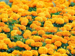 Examples of hardy annuals include broccoli, cabbage, radishes, spinach, peas, and annual flowers like larkspur. Direct Sun Annuals Which Annuals Like Full Sun