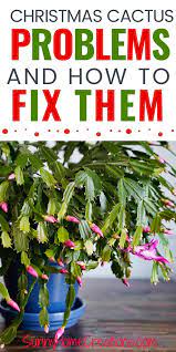 Christmas Cactus Problems And How To Fix Them Christmas Cactus Plant Christmas Cactus Plants