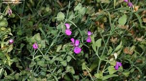Image result for Dicliptera maculata
