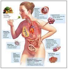 Il sistema immunitario è un sistema di difesa e gli anticorpi sono come droni. La Dieta Fa Regredire La Tiroidite Di Hashimoto In Appena 3 Settimane E Quali Altre Malattie Autoimmuni Il Blog Del Dott Gabriele Prinzi
