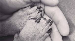These are important for veterinarians to know, as some forms of cancer will have a good prognosis and respond to treatment while others may not. Skin Cancer In Dogs Tractive Blog