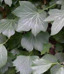 Image result for Araliaceae