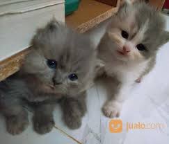 Naluri induk sebagai ibu memberikan proteksi alami sekaligus tidak wajib dengan harga yang cukup tinggi untuk membeli kandangnya, jika ingin yang nilai jual tinggi juga boleh, namun prinsip keamanan dan. Jual Beli Kucing Peliharaan Baru Jualo
