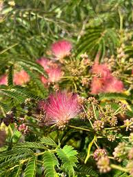 Image result for Albizia