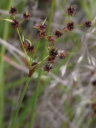 Image result for Schoenoplectiella juncea