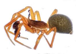 Image result for Pteronia acuminata