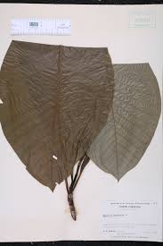 Leaf or needle arrangement, size, shape, and texture: Magnolia Tripetala Species Page Isb Atlas Of Florida Plants
