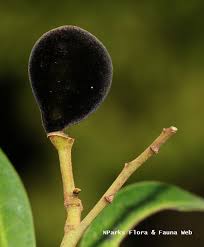 Image result for Platysepalum