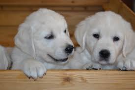 Always know what you'll pay upfront. Dsc 0942 Europa English Goldens