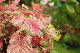 White Christmas Caladium Care (Tips, Pests, & Diseases)