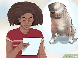 Although the american bulldog has a short coat, they shed a lot. 4 Ways To Raise An American Bulldog Wikihow