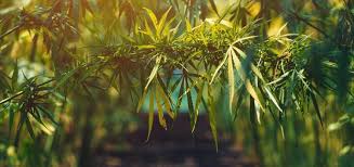 See 222 unbiased reviews of camel city bbq factory, rated 4 of 5 on tripadvisor and ranked #26 of 605 restaurants in winston my first time sampling nc bbq. Cannabliss A Review Of The Triad S Hemp And Cbd Products Cannabis Yesweekly Com