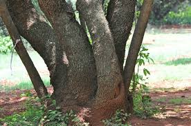 Image result for Searsia pyroides
