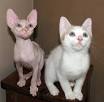 sphynx - hairless cats — NOCOATKITTY SPHYNX