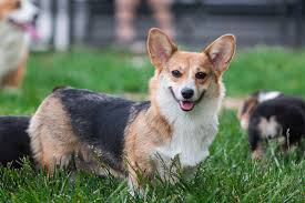Cardigan and pembroke welsh corgis meet. Welsh Corgi Breed Information Characteristics Heath Problems Dogzone Com