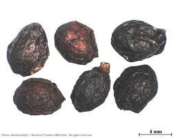 Image result for Bridelia duvigneaudii