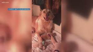 Live streaming our 2016 litter of akc naturally reared golden retrievers, born june 9, 2016. Welcome To The World Adopt A Golden Knoxville Rescue Dog Has Puppies Wbir Com