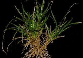 Image result for Oropetium capense