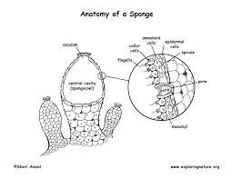 We did not find results for: Phylum Porifera Sponges
