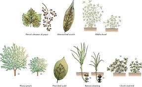 Image result for xylella fastidiosa oleander symptoms