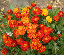 Image result for Tagetes patula