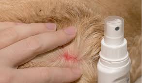 Gentamicin Betamethasone Topical Spray In Veterinary Medicine Facts And Information Petcoach
