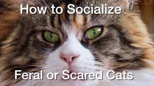 If the cat is not used to people, you should be very cautious, as they could be domestic cats who have become feral might be easier to tame than cats who have always been feral. How To Socialize Feral Or Scared Adult Cats Youtube