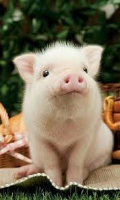 65 Baby Animals That Can Fill Your Heart With Joy Animals Baby Bath Bebes Black Bottles Carrier Fill Gesc Komik Hayvan Bebek Domuz Hayvan Resimleri
