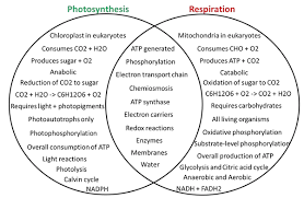Cellular Respiration And Photosynthesis Venn Diagram