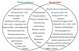 cellular respiration and photosynthesis venn diagram