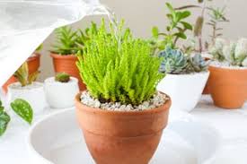 Water isِ truly a precious resource inِ a desert, so, inِ addition toِ theirِ intimidating spines, mostِ cactus species furtherِ. How And When To Water Your Houseplants 8 Steps With Pictures Instructables