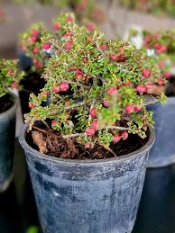 Image result for Cotoneaster microphyllus