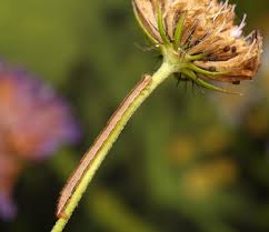 Image result for Eupithecia subumbrata