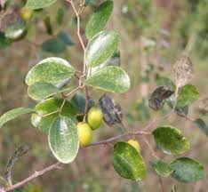 Image result for Ziziphus mauritiana