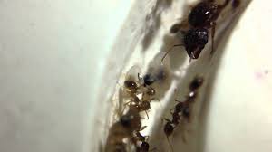Carpenter ants in massachusetts and new hampshire. Pheidole Megacephala Antwiki