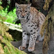 So how many different species of wild cats are there in the world? Donate Today To Wild Cat Conservation International Society For Endangered Cats Isec Canada