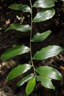 Image result for Dracaena laxissima