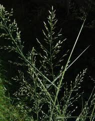 Image result for Eragrostis moggii