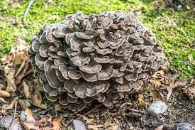The 3 Foragers Foraging For Wild Natural Organic Food The Original Mushroom Jerky-h In 2021 Stuffed Mushrooms Wild Food Foraging Hen Of The Woods Mushroom Recipe