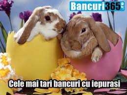 See more of imagini haioase on facebook. Cele Mai Bune Bancuri Cu Iepurasul De Paste