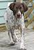 Cute German Shorthaired Pointer Puppies