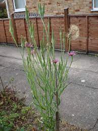 Maybe you would like to learn more about one of these? Unusual Tall Flower Or Weed Has Appeared In Garden Can Anyone Identify Flowers Forums