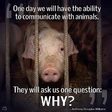 Peta On Twitter Animal Activism Animals Vegan Animals