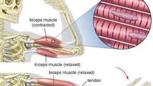 Muscle of the armeach muscle of the arm is textured and has the correct origin and insertion points. Biceps Muscle Anatomy Britannica